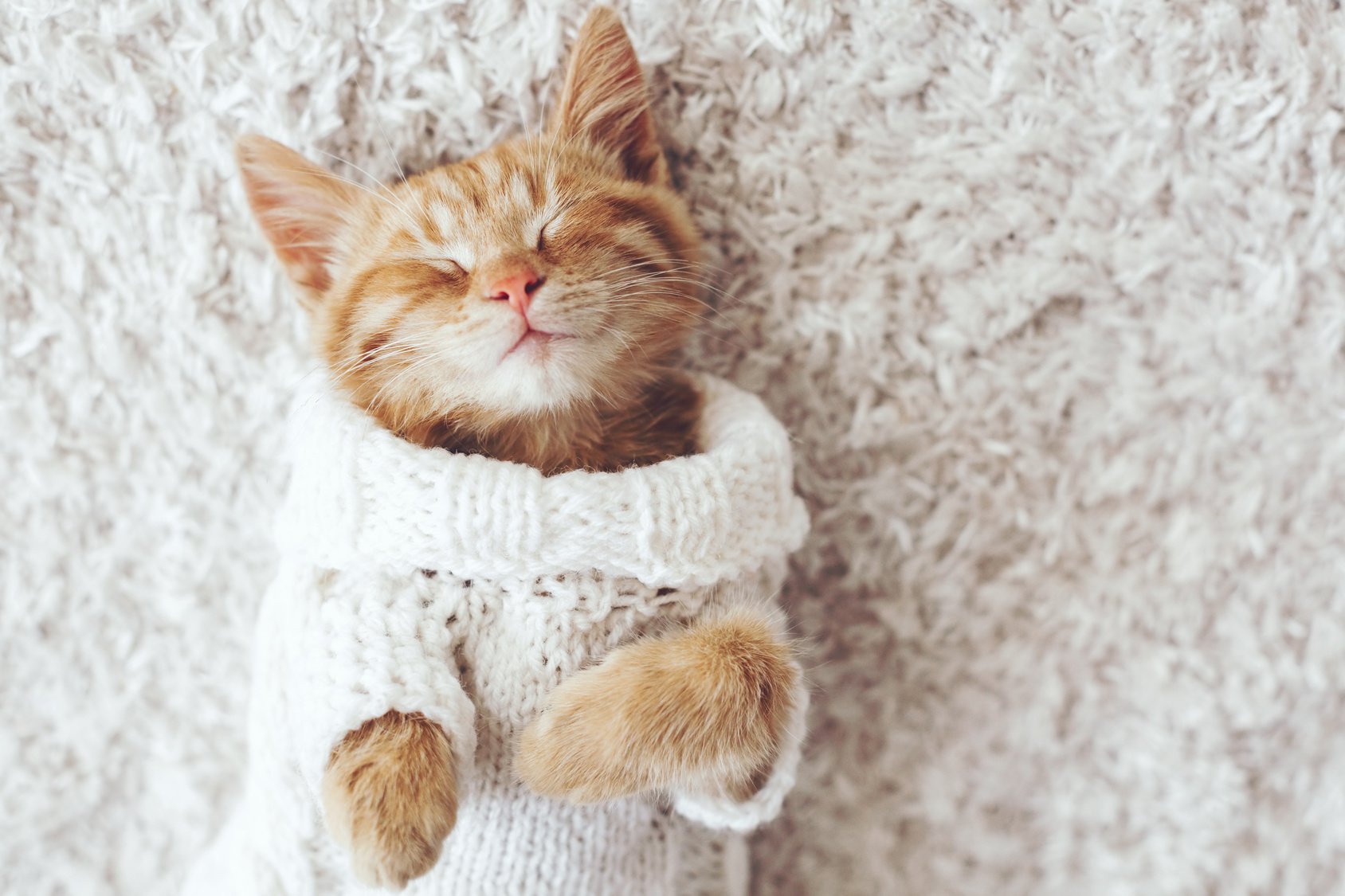 a cat enjoying the carpet