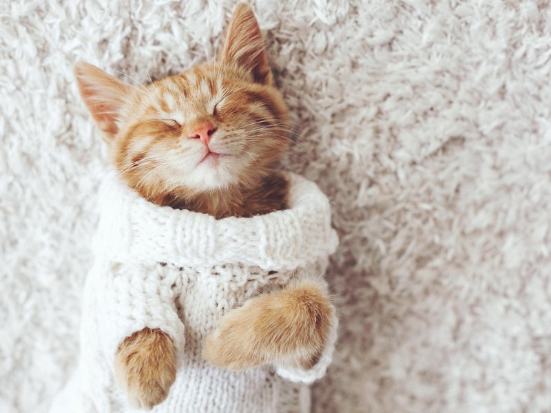 a cat enjoying the carpet